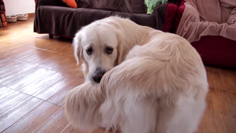 My Funny Dog Chasing His Tail