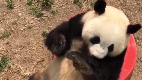 Gas tank giant panda Meng LAN