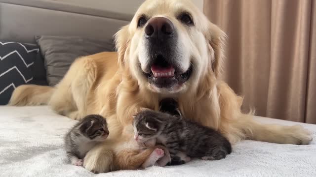 Baby Kittens think that the Golden Retriever is their Mom