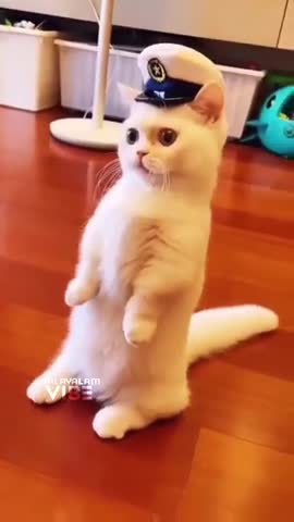 Cute cat funny comedy scenes 🤣🤣