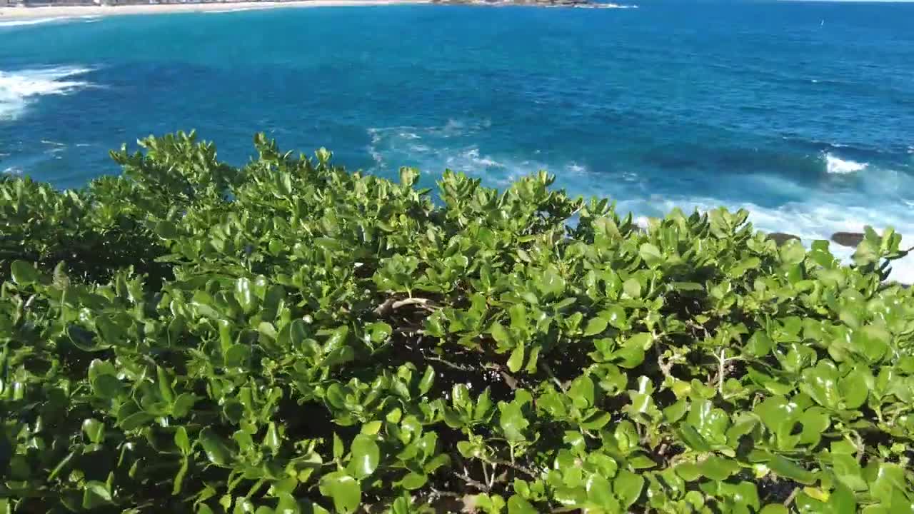 Pursuing The Character Virtue Of Patience On The Path To Bondi Beach (11-10-22)