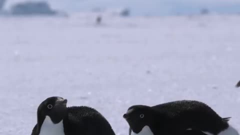 Tobogganing penguins. They are very fast. ⚡⚡