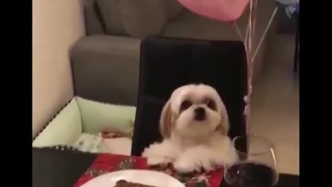 There is delicious food in front of the puppy