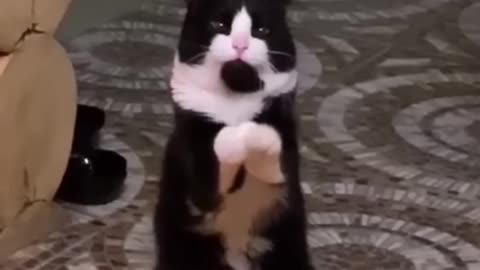 Funny cat videos 😺😺😺🤣🤣🐈😹