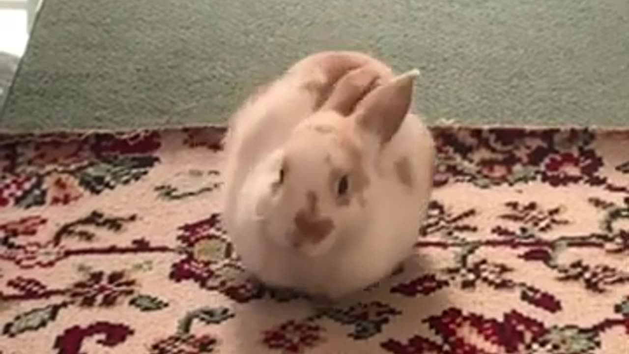 Cute rabbit enjoys with family