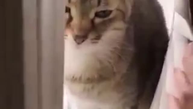 Naughty Cat and Dog Funny video,....