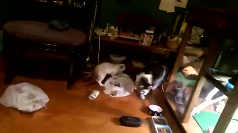 Tu Ris, Tu Perds 😻 🐾 La Vidéo La Plus Drôle Des Chats 😹