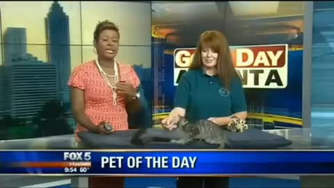 Kitten Flips Out On Live TV | Funny Videos World