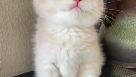 Sooo cute cat