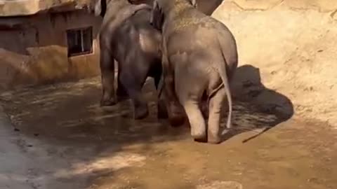 Cutest baby Elephants Video