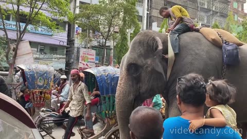 AN ELEPHANT IN DHAKA