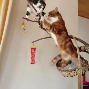 Two cats, Ginger and Titus, do morning exercises.