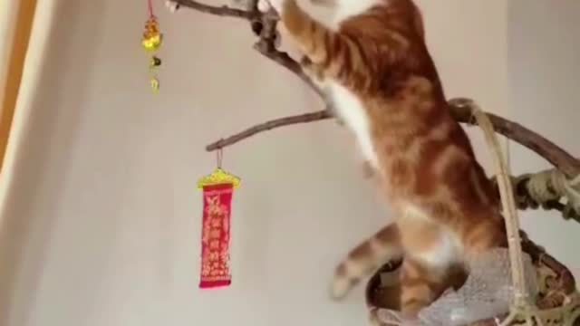 Two cats, Ginger and Titus, do morning exercises.