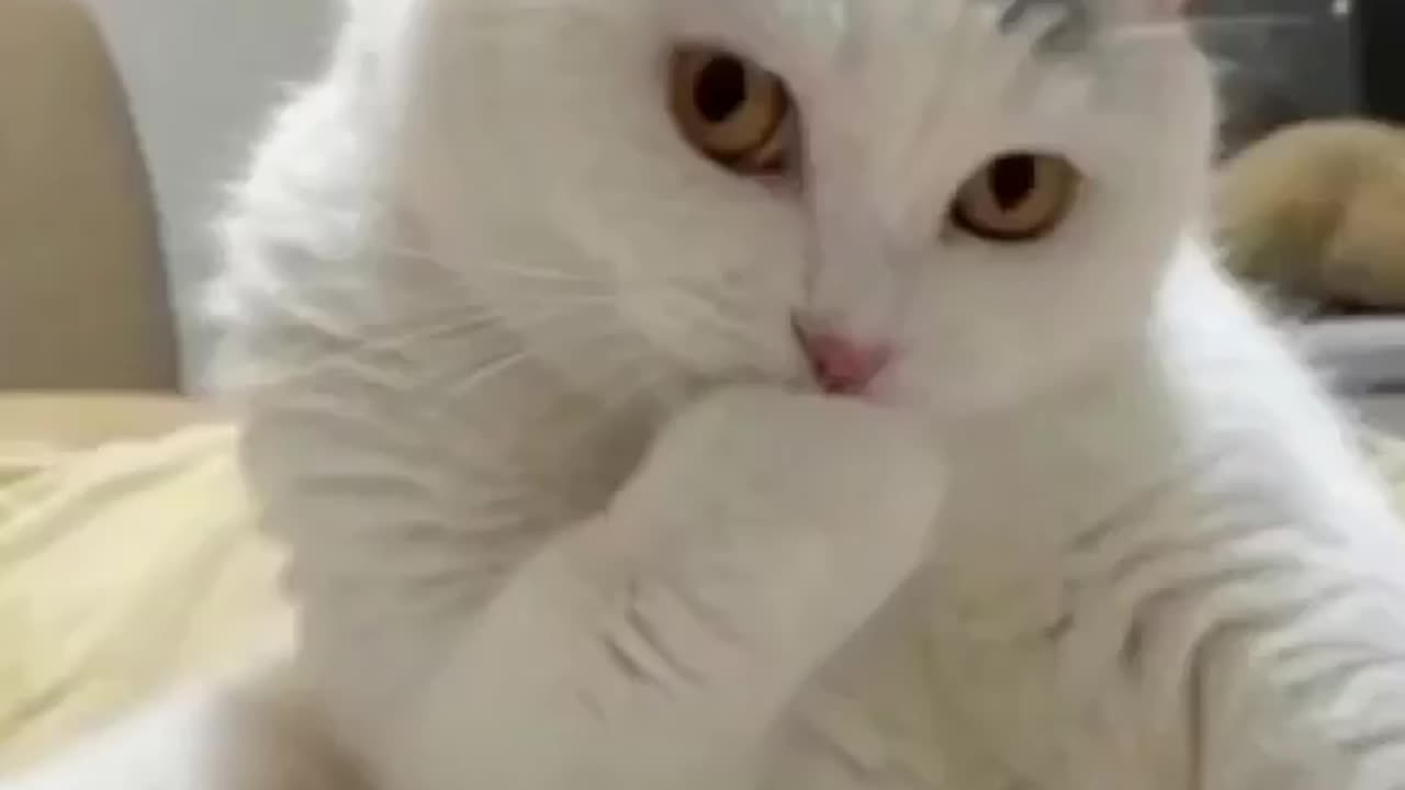 Kitty flatting ♥️