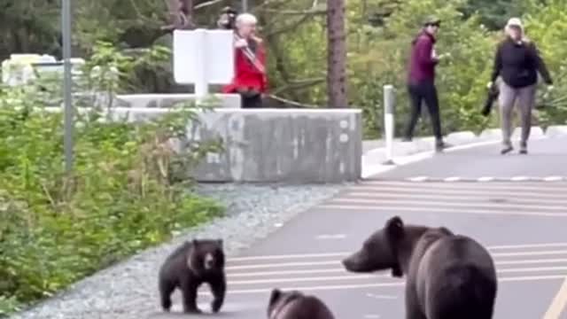 Bear Cub Reunites With His Little Brother And Mom