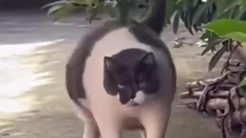 Best Funny Animal Videos Of The 2023