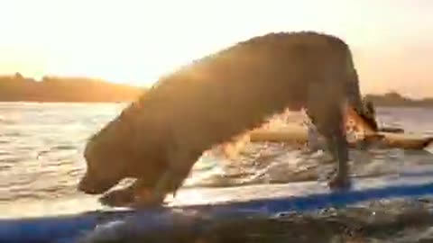 Mother dog watches as her puppies wake up for