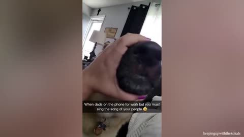 The Pets are the easiest way to make you laugh and go crazy