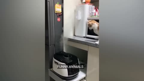 Funny cat videos 😆