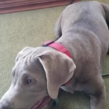 Josie shaping the take it cue