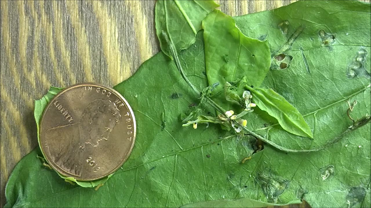 Zebra Longwing Heliconia eggs hatching time lapse video