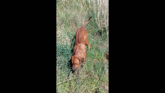 Is Dog? Is Cow? Is Grazing Rhodesian Ridgeback!