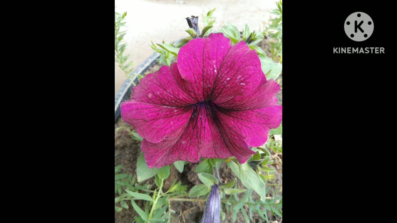 Every beautiful thing attract the heart