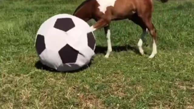 The pony is kicking the ball. It looks like a lot of fun
