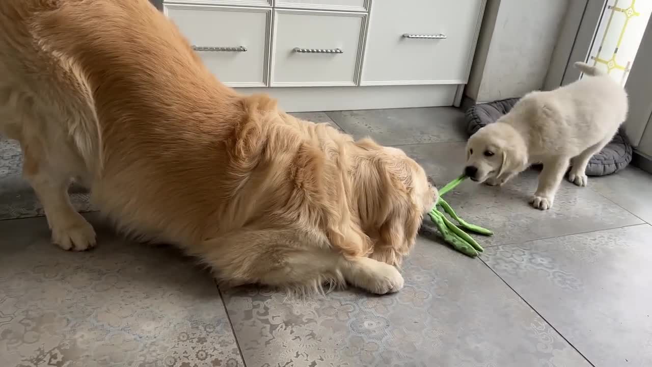 Puppy is trying to take the toy away from the Golden Retriever