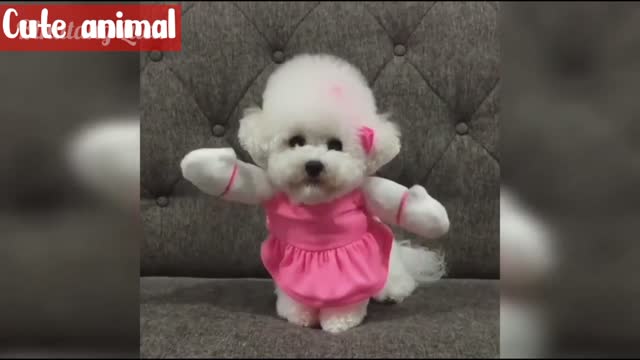 very cute puppy video 😍 dog action makes it adorable