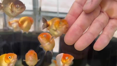 My Backyard Ranchu Goldfish Farm