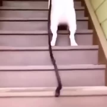 training to catch the postman