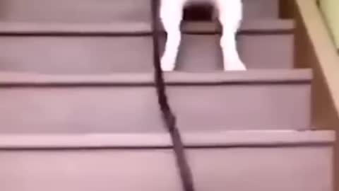 training to catch the postman