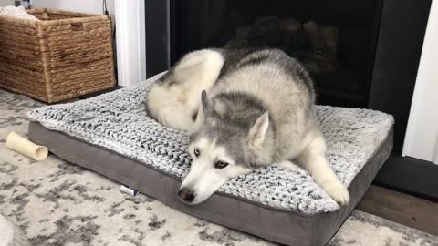 Stubborn Husky lets mom know what he thinks of his new bed