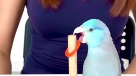 Smart And Funny Parrot Bird