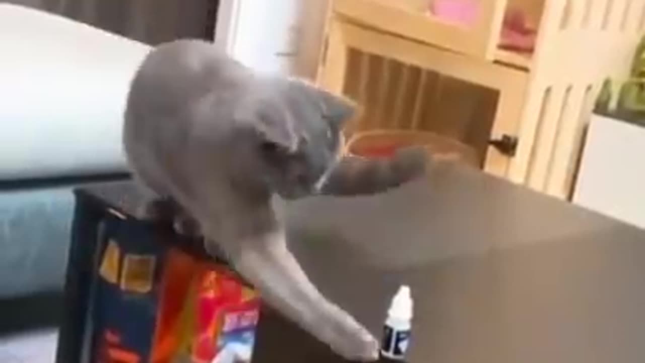 Smart cat