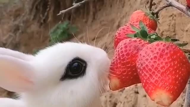 🐇Super cute Bunnies🐇 please subscribe #short