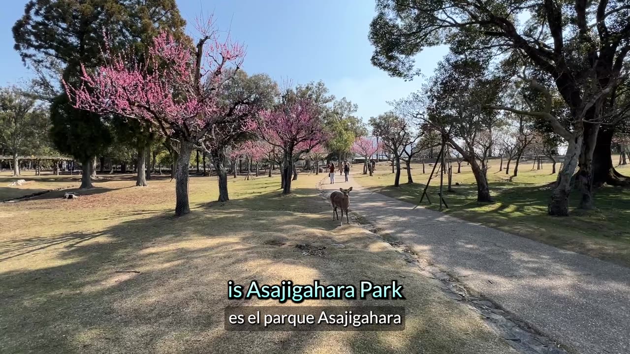 Nara Guide: Top Attractions in One Day!