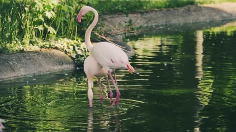 Flamingo videos for kids 2023 | Flamingo | Flamingo 2023 | Flamingo viral videos 4k Ultra HD