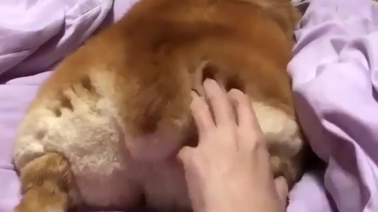 Funny animal videos|Cute animal videos |Funny dog&cat videos|Hilarious pet videos|Funny video
