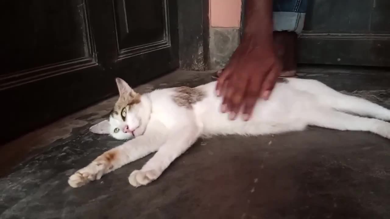 Loving Cat