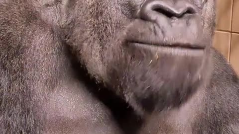 Watch this silverbacks jaw muscles move on top of his head as he chews. #silverback