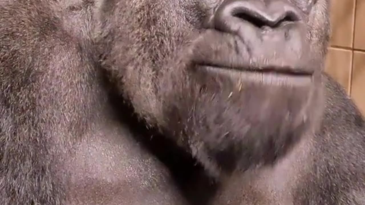 Watch this silverbacks jaw muscles move on top of his head as he chews. #silverback