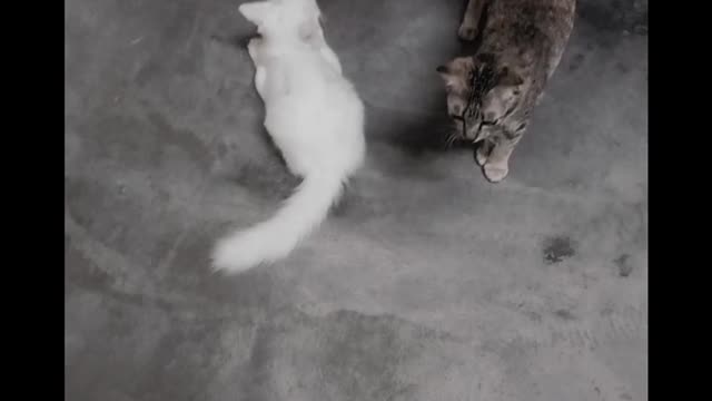 chasing my cat 😆🐈🐈🐈 #cat #cutecat #catlover #mustwatch #猫 #catfunny #shorts #tiktok #neko