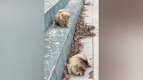 Funny Cats and Dogs Videos