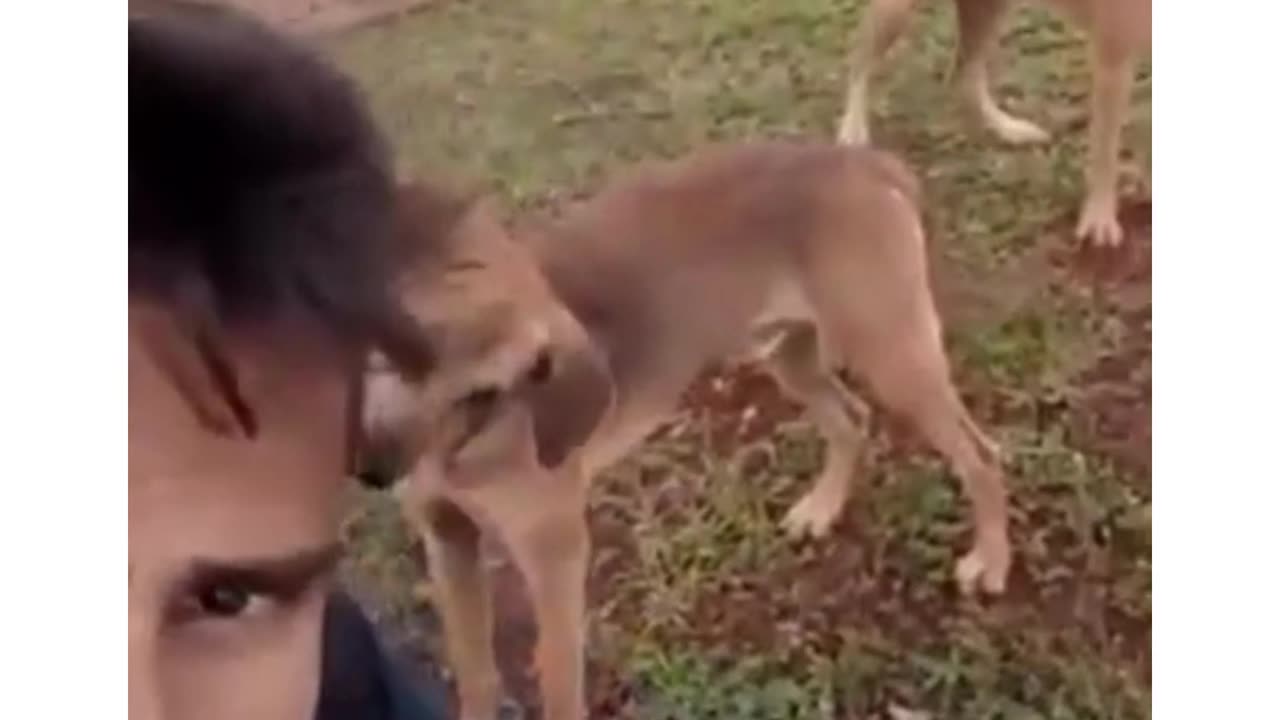 Funny cats and dogs video 🐕 🐈