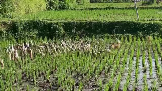 Not only Jungle, you can enjoy beautiful rice field views to our resort