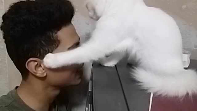 Woow cat kiss