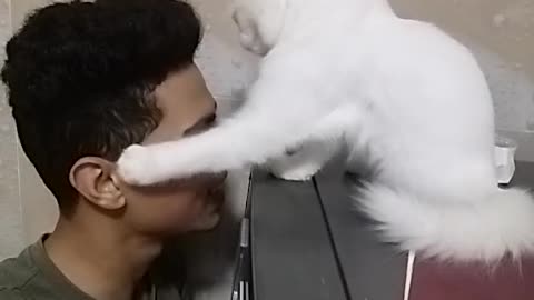 Woow cat kiss