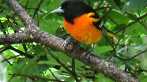 Oriole